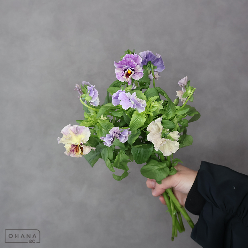 パンジー　　ジュエリー　35cm