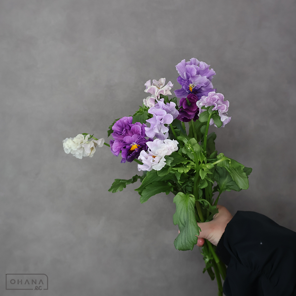 パンジー　春うらら　40cm