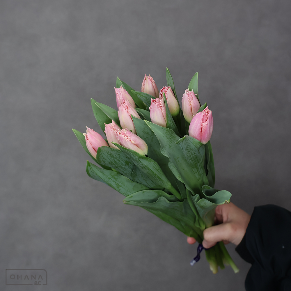 チューリップ　ベルソング　L