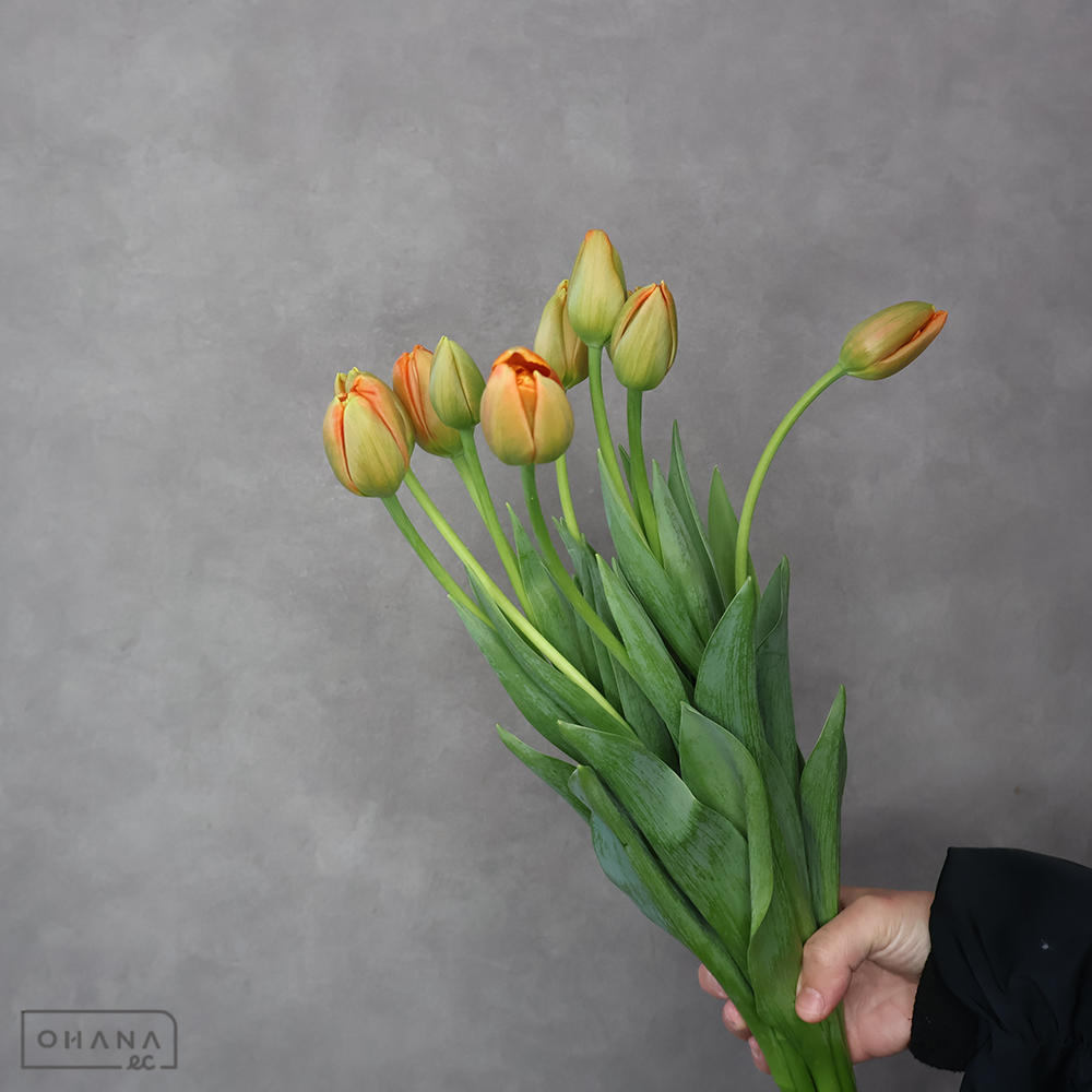 チューリップ　アイコン　2L