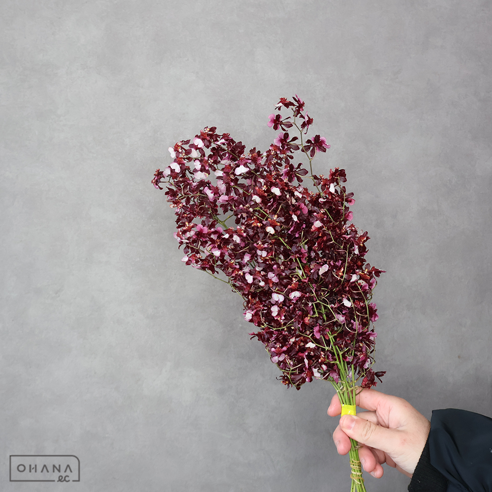 オンシジューム　アズキ　2L40cm