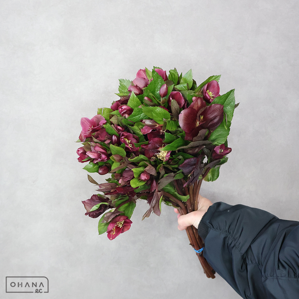 クリスマスローズ　クラシックワン　40cm