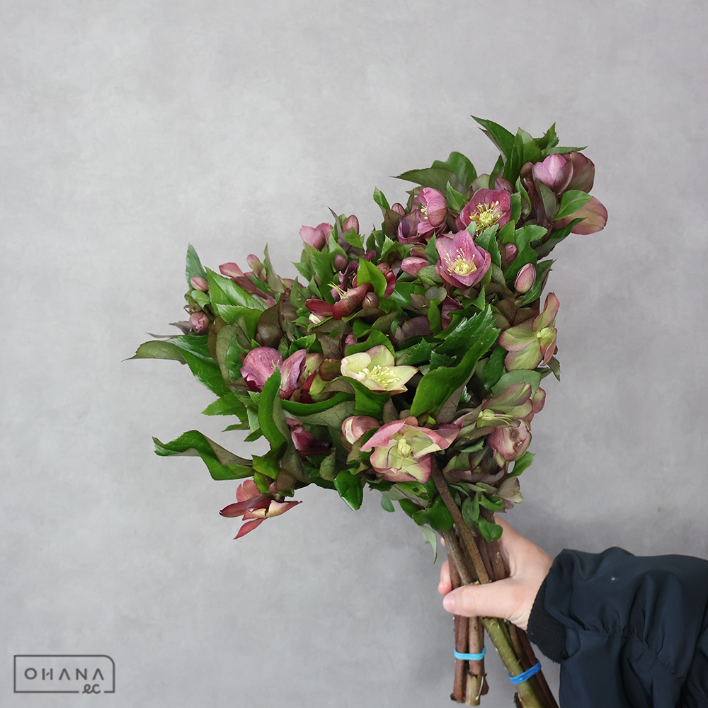 クリスマスローズ　クラシックグレース　40cm