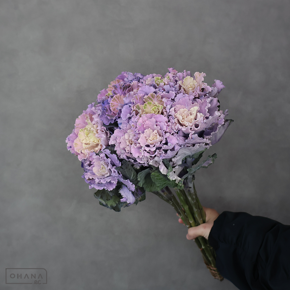 葉ぼたん ラッフル染 ラベンダー　優 60cm