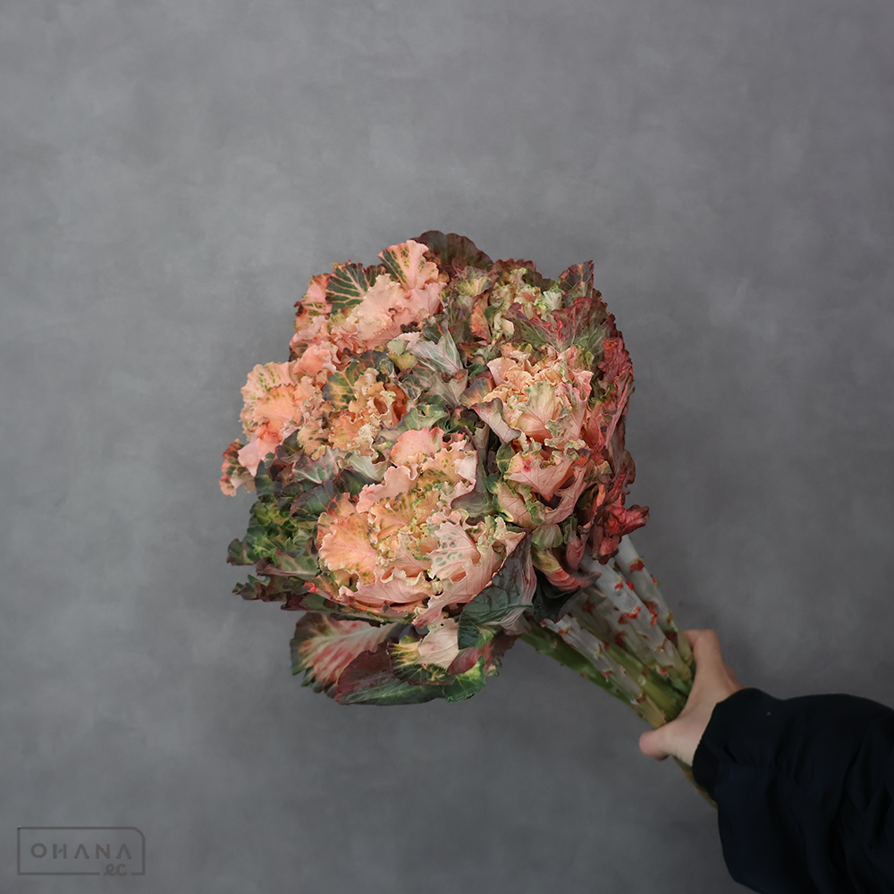 葉ぼたん ラッフル染 オレンジ　優 60cm