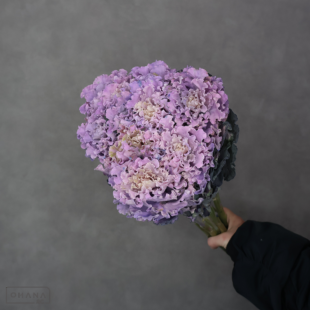 葉ぼたん　ラッフル染　クールラベンダー　秀 60cm