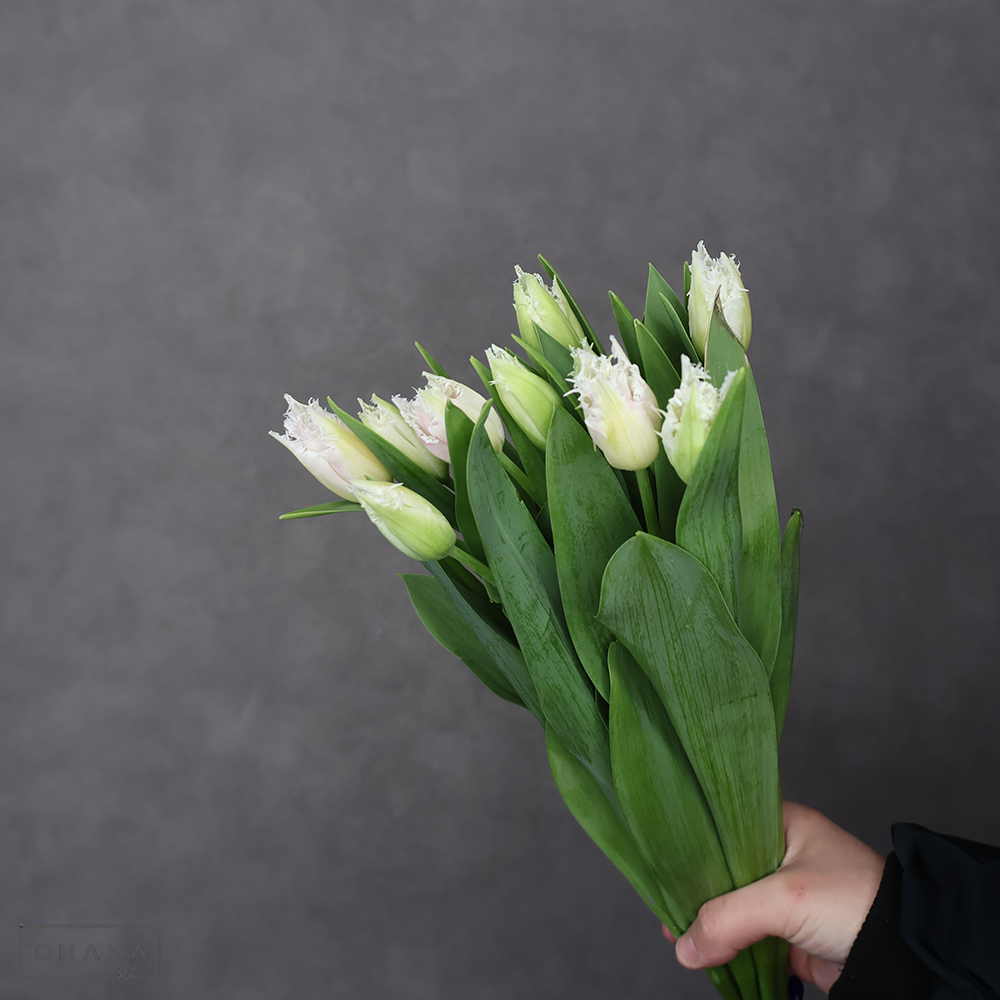 チューリップ　ハウステンボス　優2L