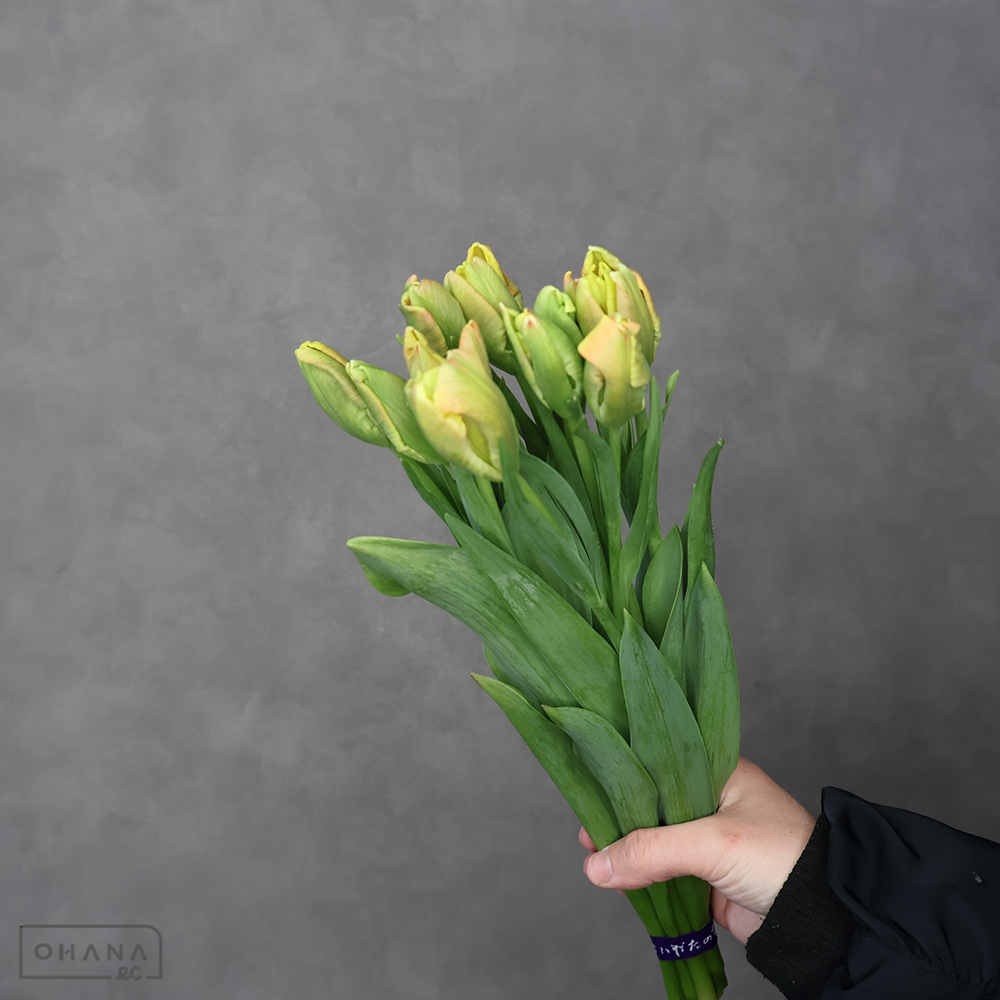 チューリップ　ＤＪパーロット　優2LL