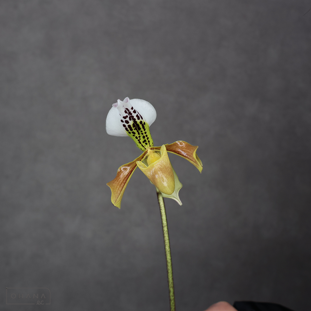 パフィオペディルム　パフィオペディルム　3L