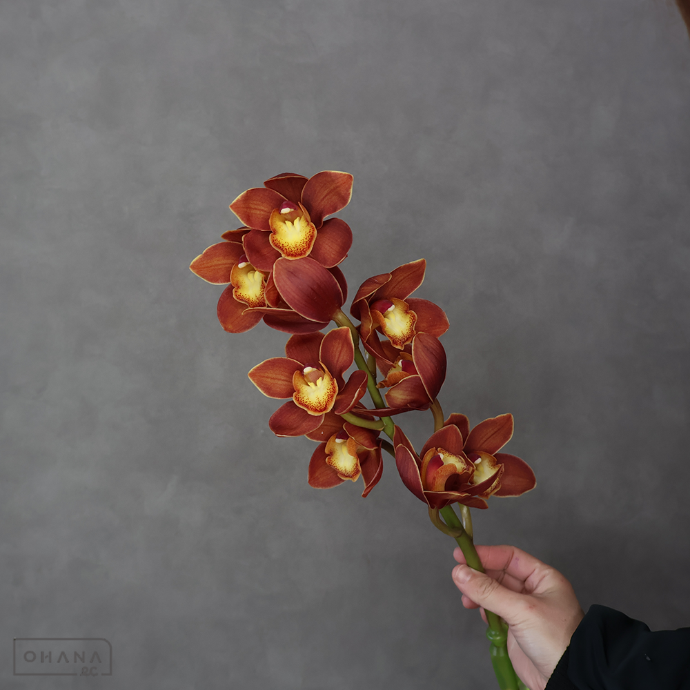 シンビジューム　茜の光　M