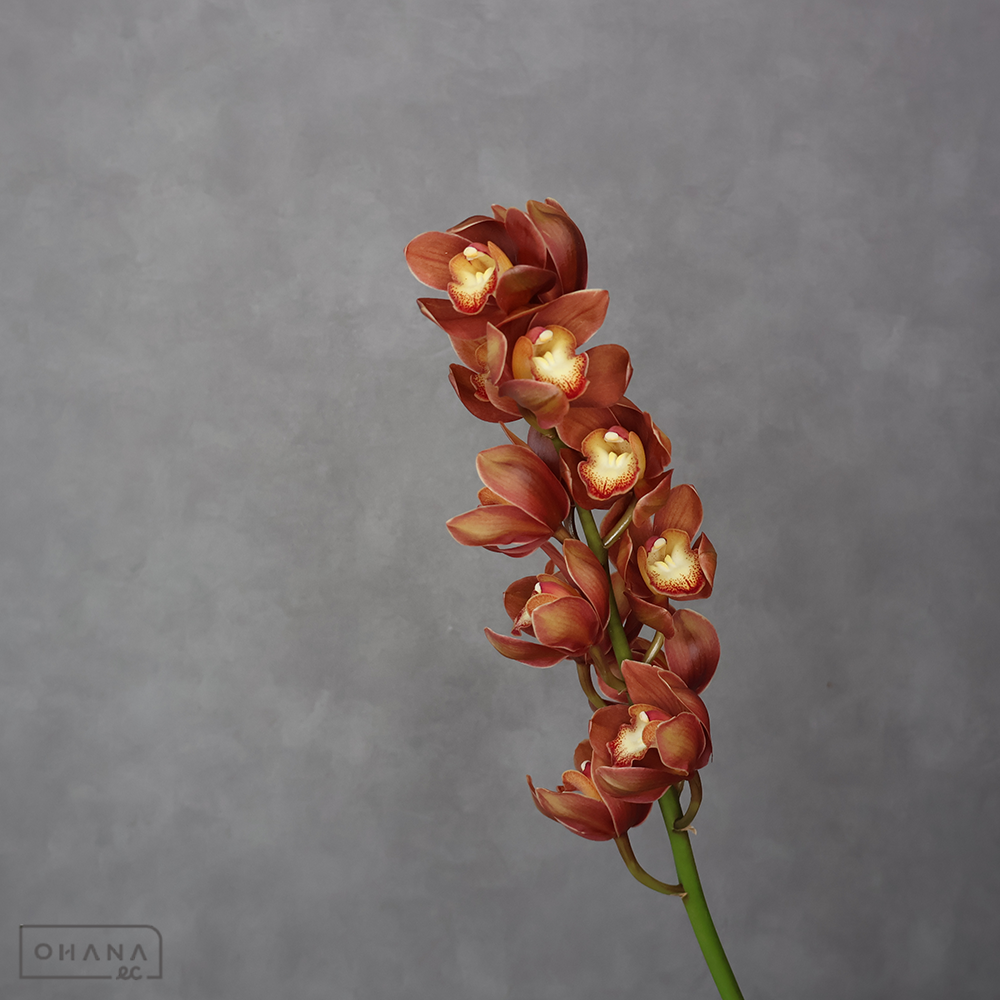 シンビジューム　茜の光　特級