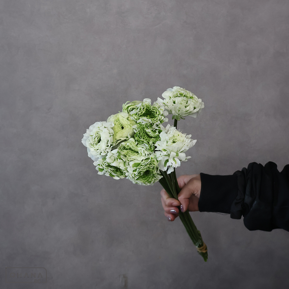 【SALE】ラナンキュラス　イグルー　Ａ 50cmﾎﾟﾝﾎﾟﾝ　※クレーム対象外