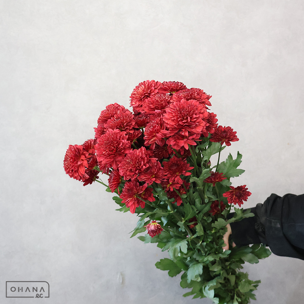 【SALE】ＳＰ菊 ポンポン　③　秀 L　※クレーム対象外