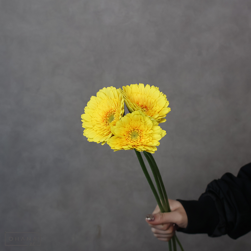 ガーベラ小輪黄 ピケ 秀 2L | お花の仕入れならOHANAec