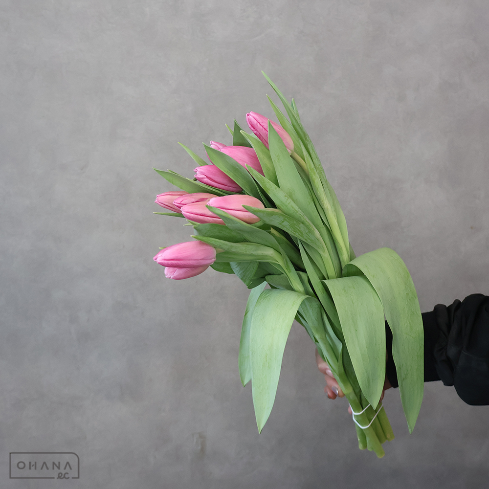 【SALE】チューリップピンク　ジャンボピンク　秀2L　※クレーム対象外
