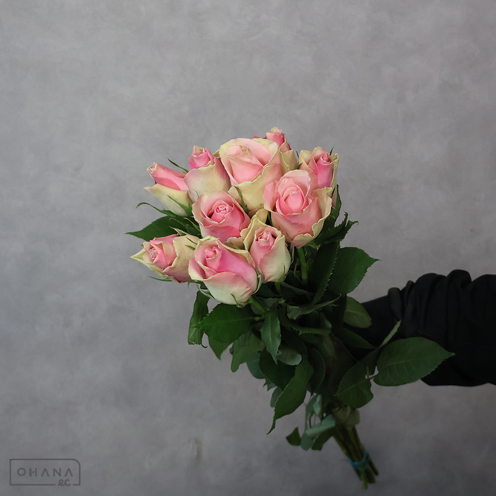 バラ　③　 60cm