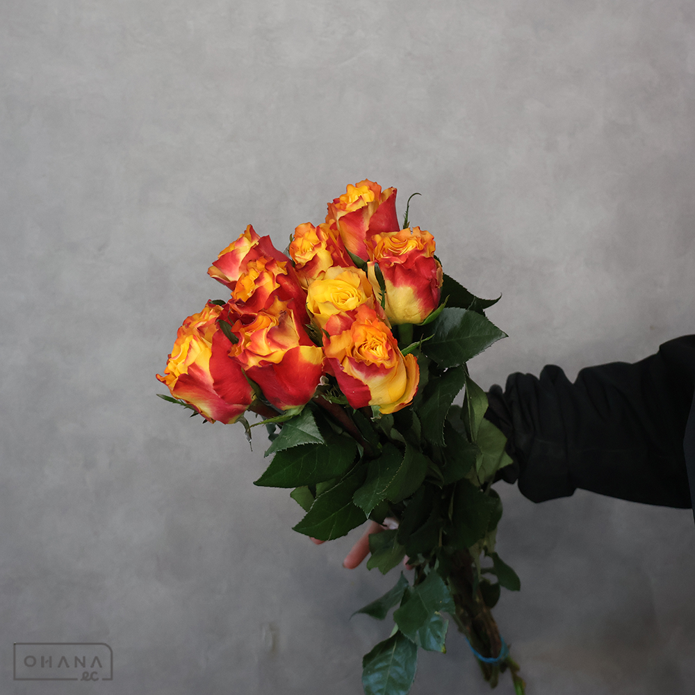 バラ　④　 60cm