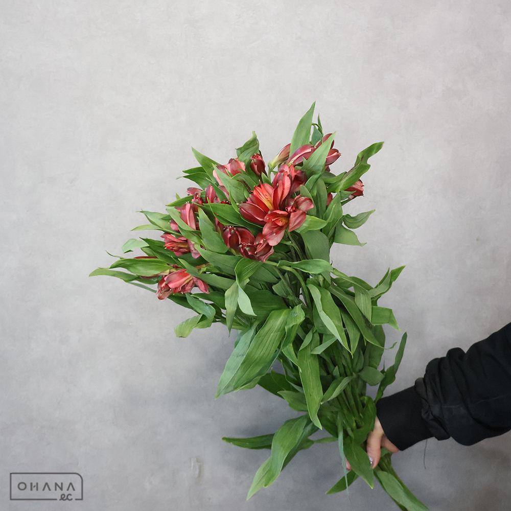 【SALE】アルストロメリア赤　サシャ　 70cm　※クレーム対象外