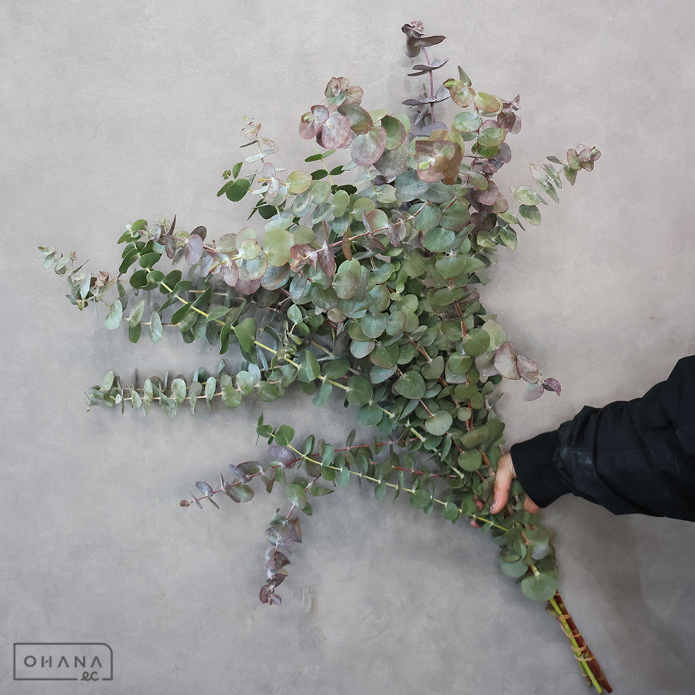 ユーカリ　銀世界 ※5本束　秀 80cm　ボリューム◎