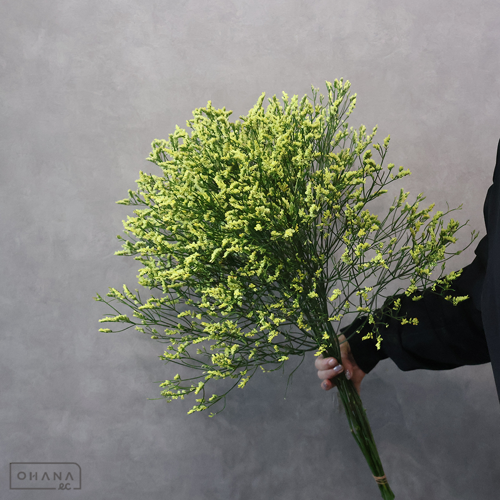 【SALE】HBスターチス　キノルミナス　秀 70cm　※クレーム対象外