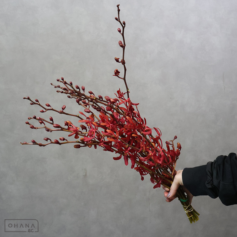 【SALE】バンダ　アランセラアニーブラック　 70-60cmﾄﾞﾘｰﾑ　※クレーム対象外