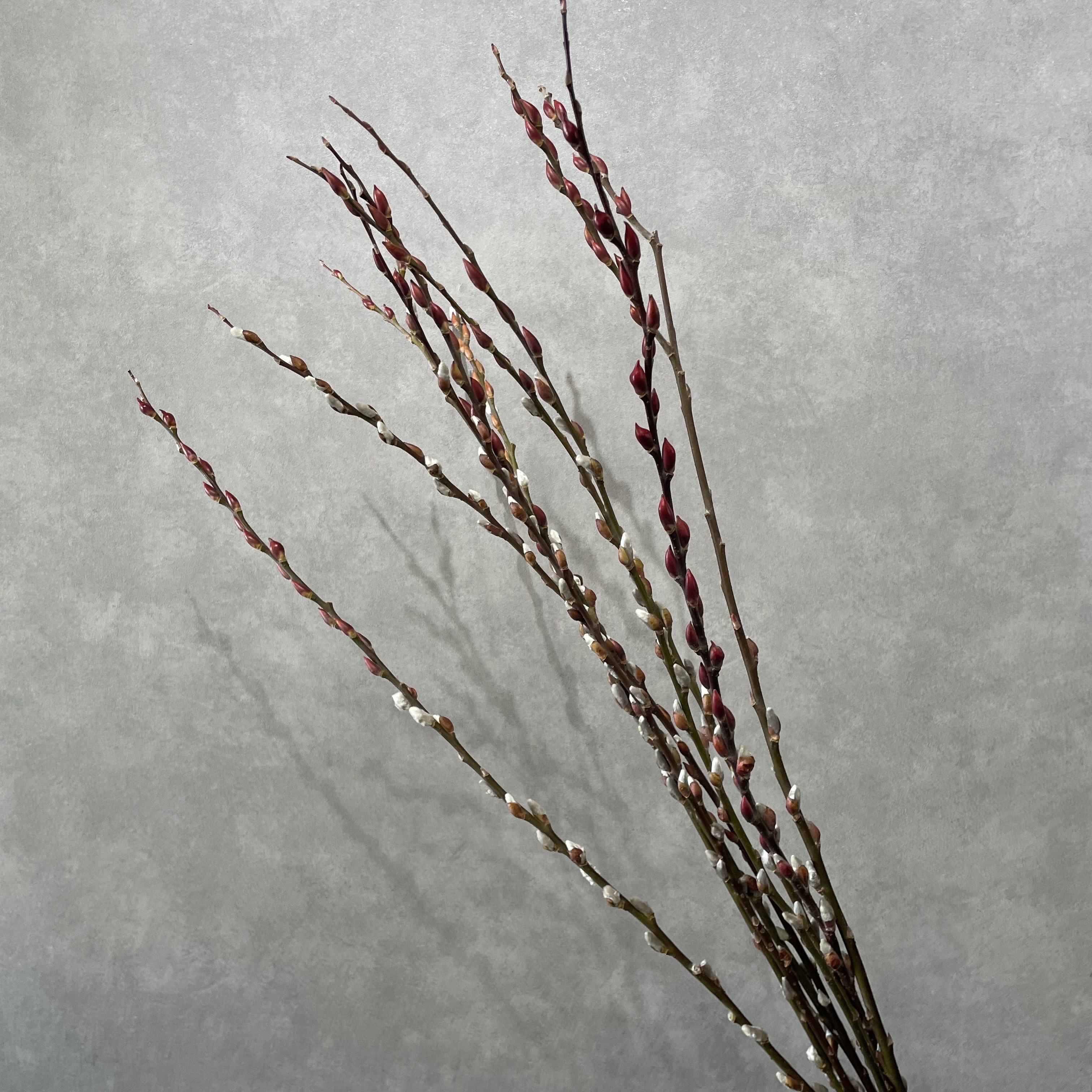 赤芽柳　　A130cm