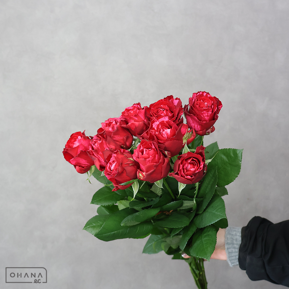 バラ赤　フルフル　 50cm ※9本束
