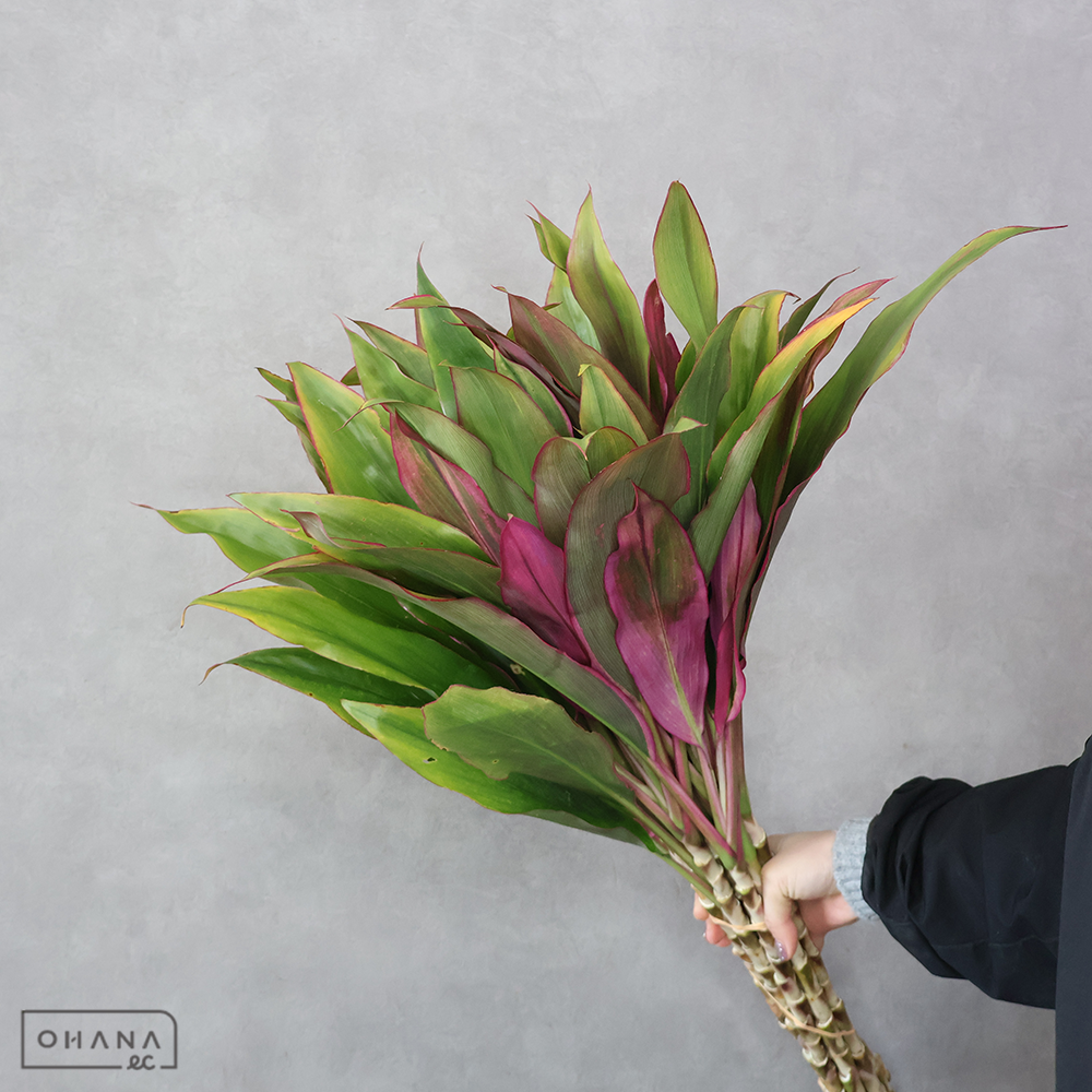 【SALE】ドラセナ　　２Ｌ　※クレーム対象外