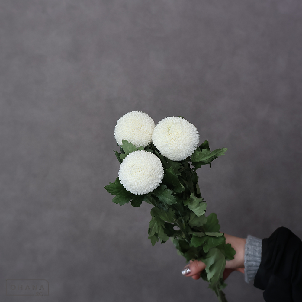 ピンポンマム　 ホワイト