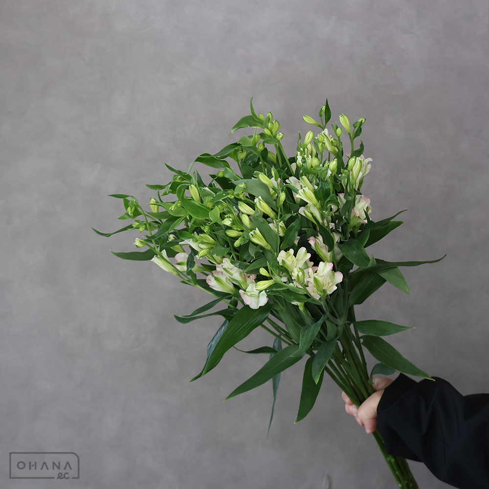 【SALE】アルストロメーリア　マリアベール　Ａ 70cm　※クレーム対象外