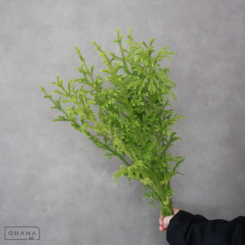 【SALE】ヒカゲ　 大　※クレーム対象外