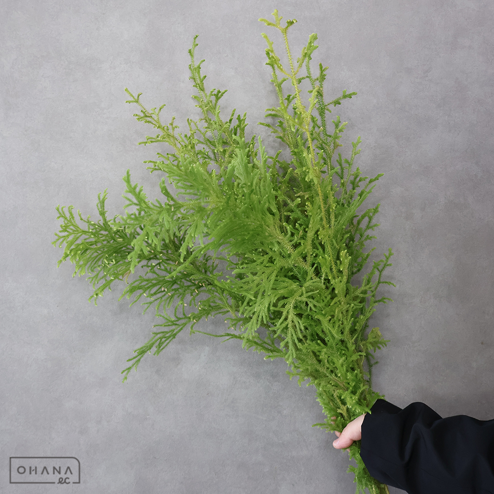 【SALE】ヒカゲ　 特大　※クレーム対象外