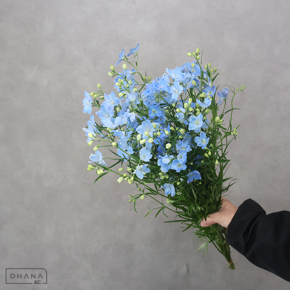 デルフィニューム　プラチナブルーＳＰ　50cm