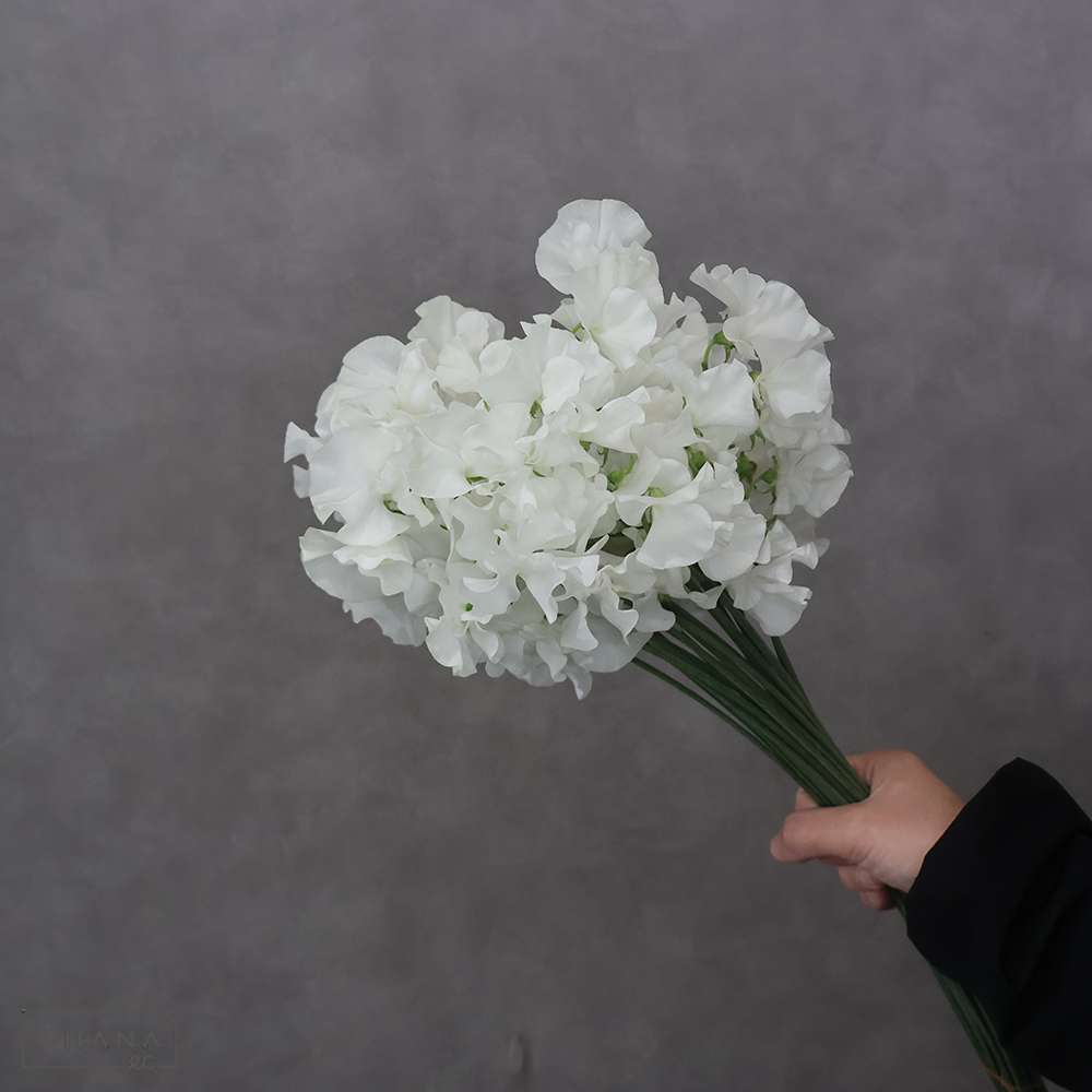 スイートピー　ホワイトレディー　３Ｆ