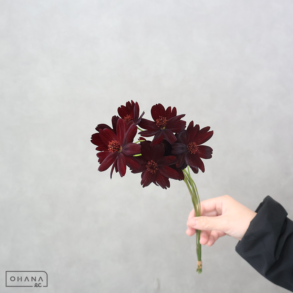 コスモス　チョコレートコスモス　30-40cm