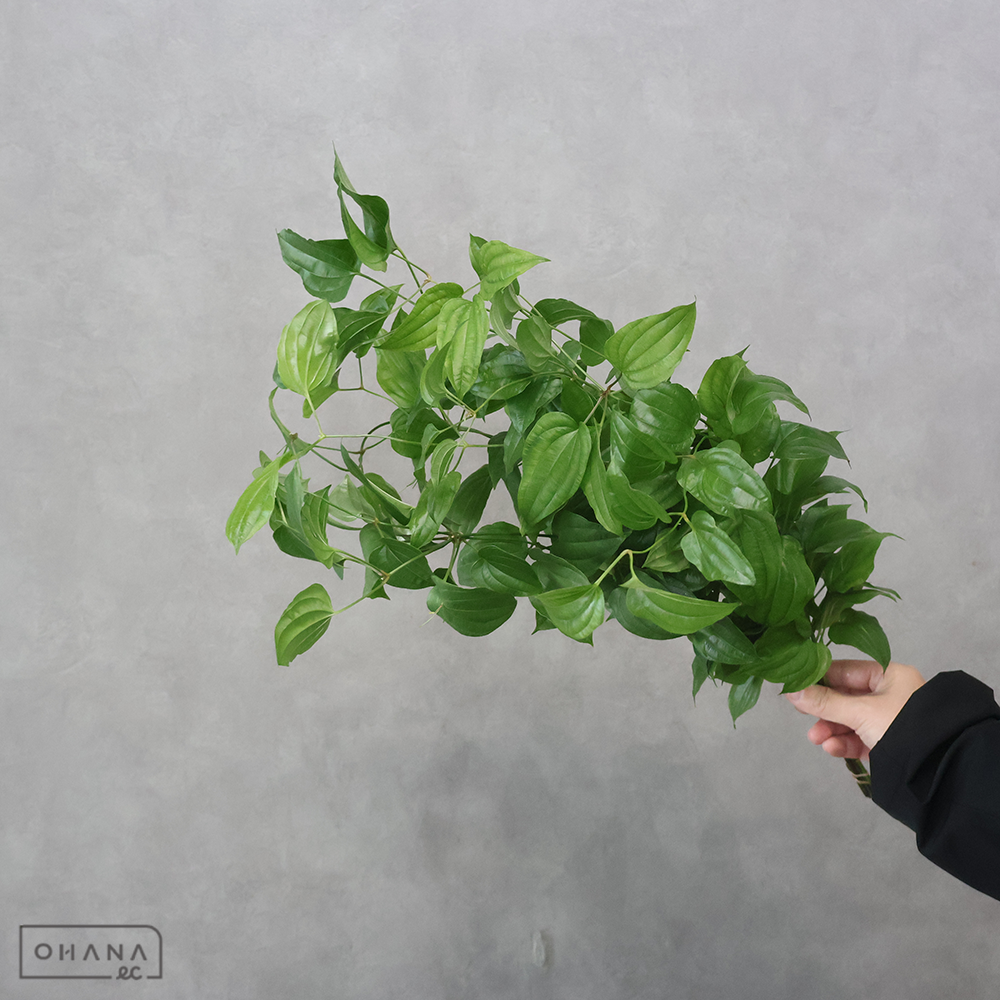 【SALE】利休草　Ｂ50※クレーム対象外