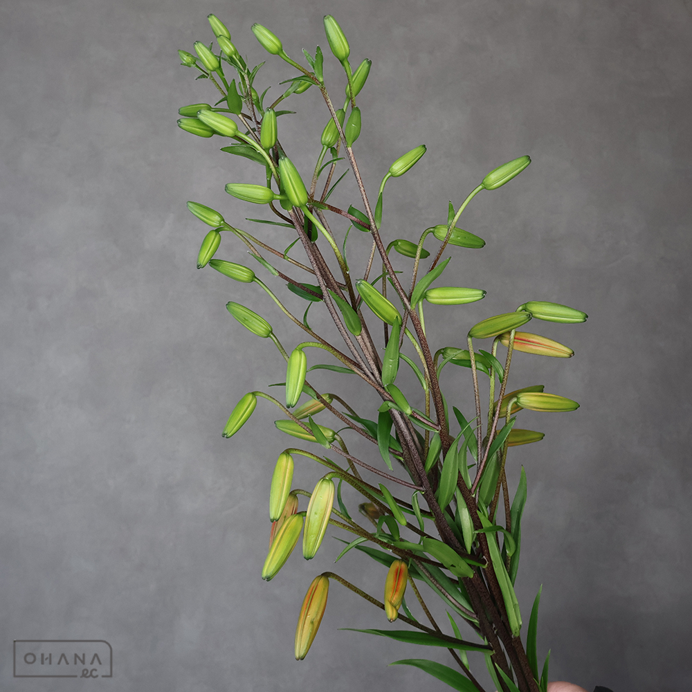 ユリ　レッドベルベット　秀 70cm 4輪～