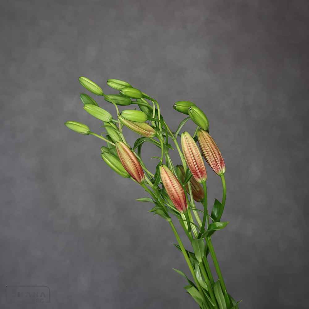 ユリ　フォーエバーリンダ　秀 60cm 3輪～