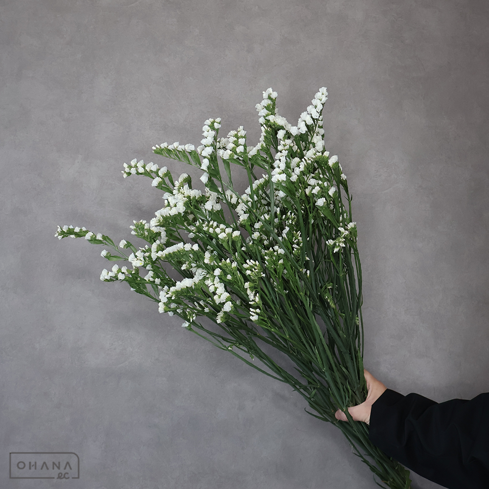 スターチス　ファインパール　2L