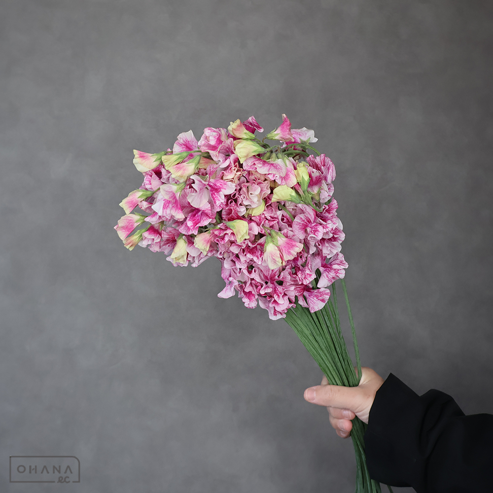 スイトピー　恋かすみ ※25本束　2L 4輪