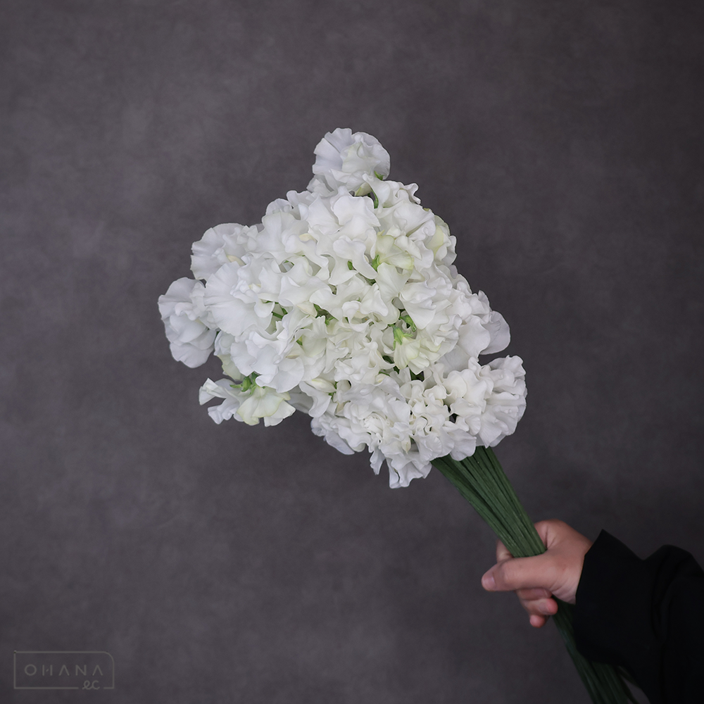 スイトピー　ロイヤルホワイト ※25本束　2L 4輪