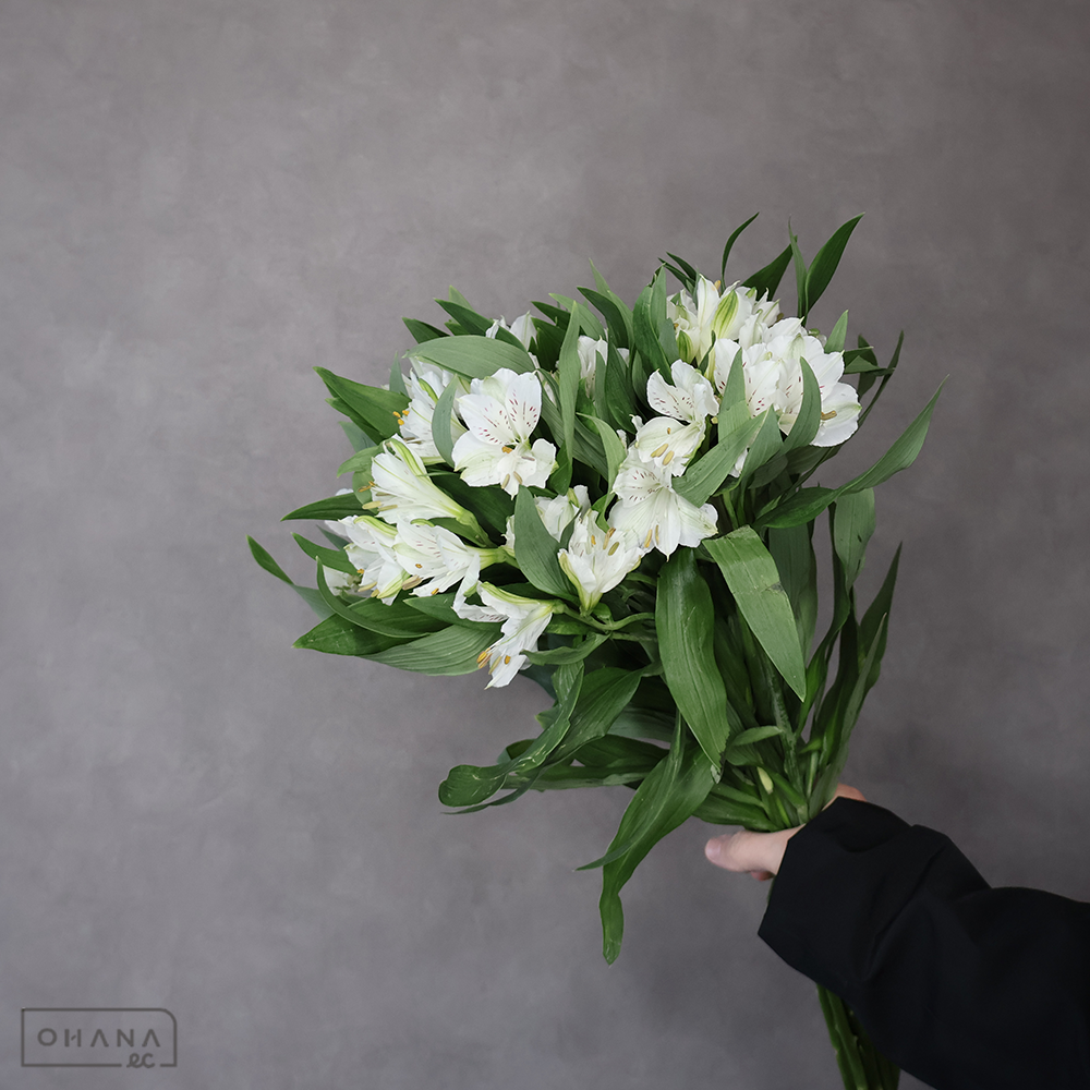 アルストロメリア　ウインターフェル　 60cm