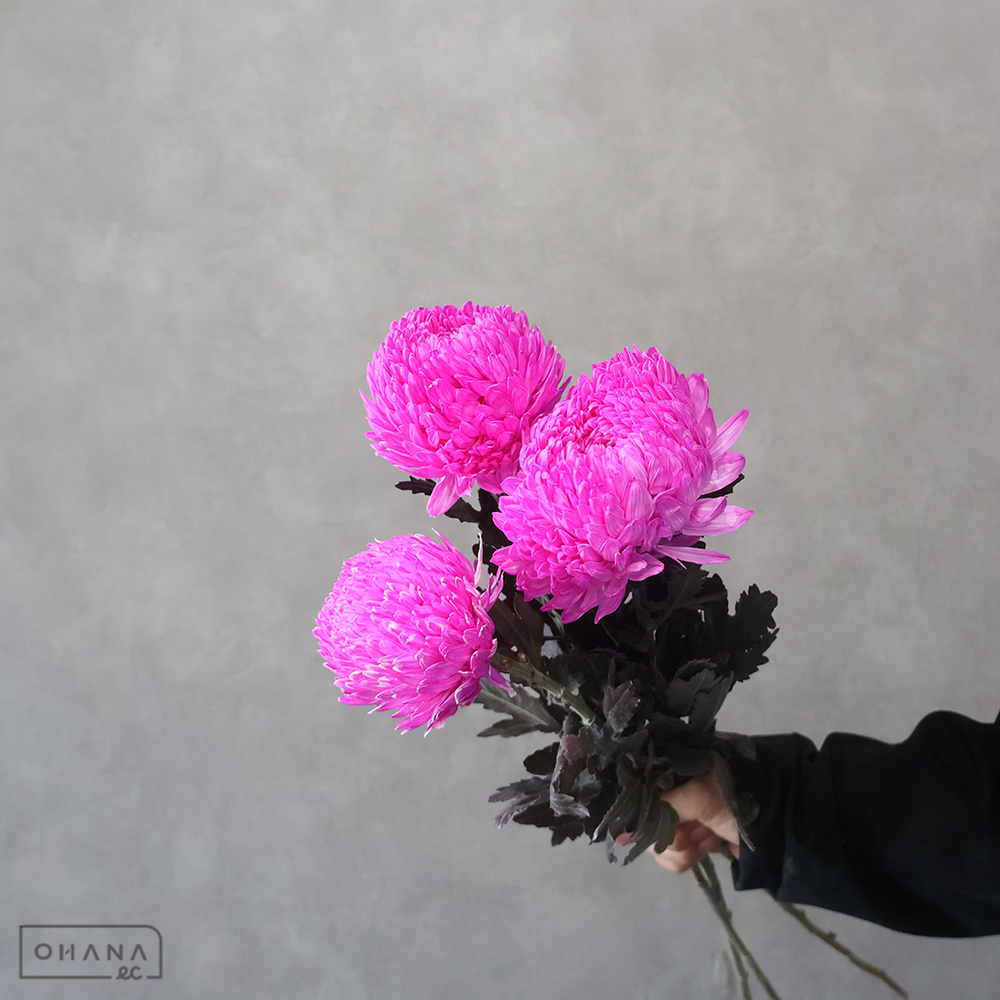 ディスバッドマム　ピオニーマム染③　