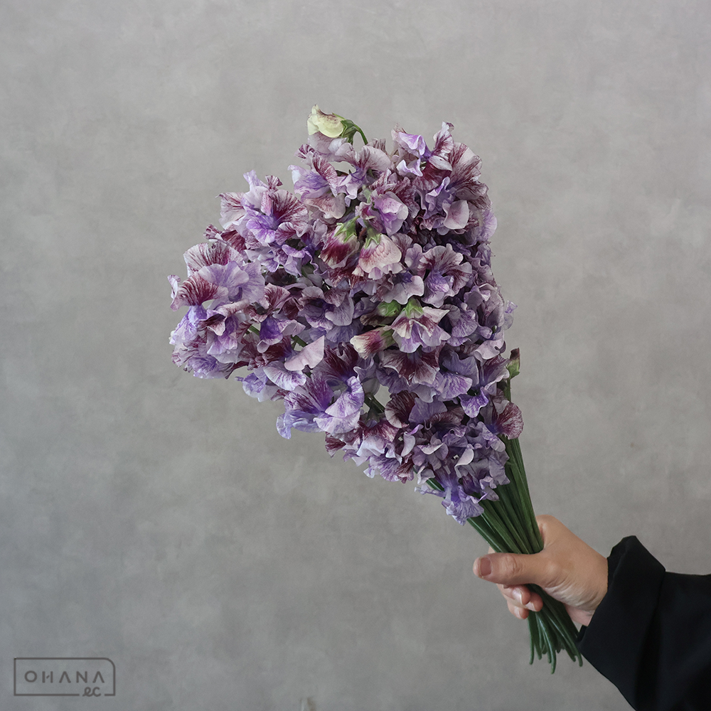 スイトピー 詩かすみ　M 4輪