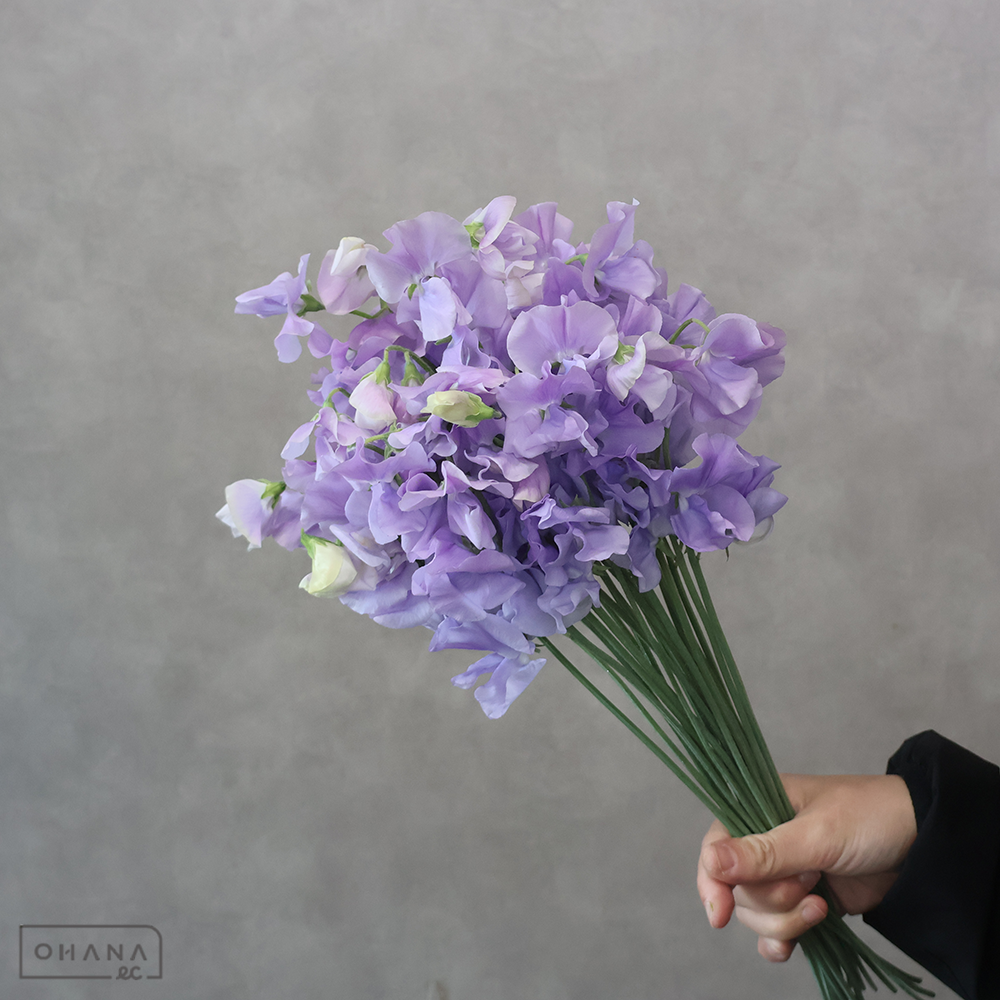 【SALE】スイトピー ラベンダー　 4輪M※クレーム対象外