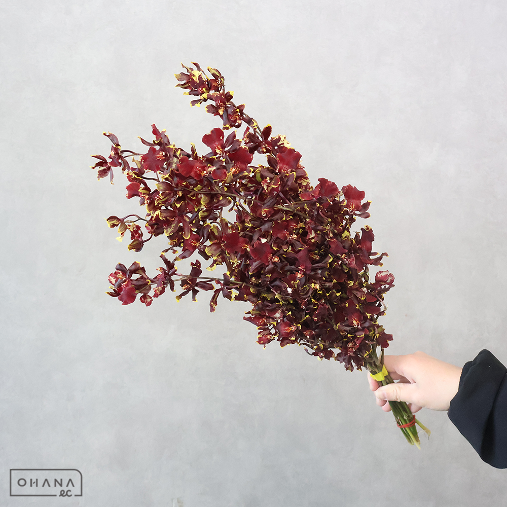 【SALE】オンシジューム ワイルドキャット　2L※クレーム対象外