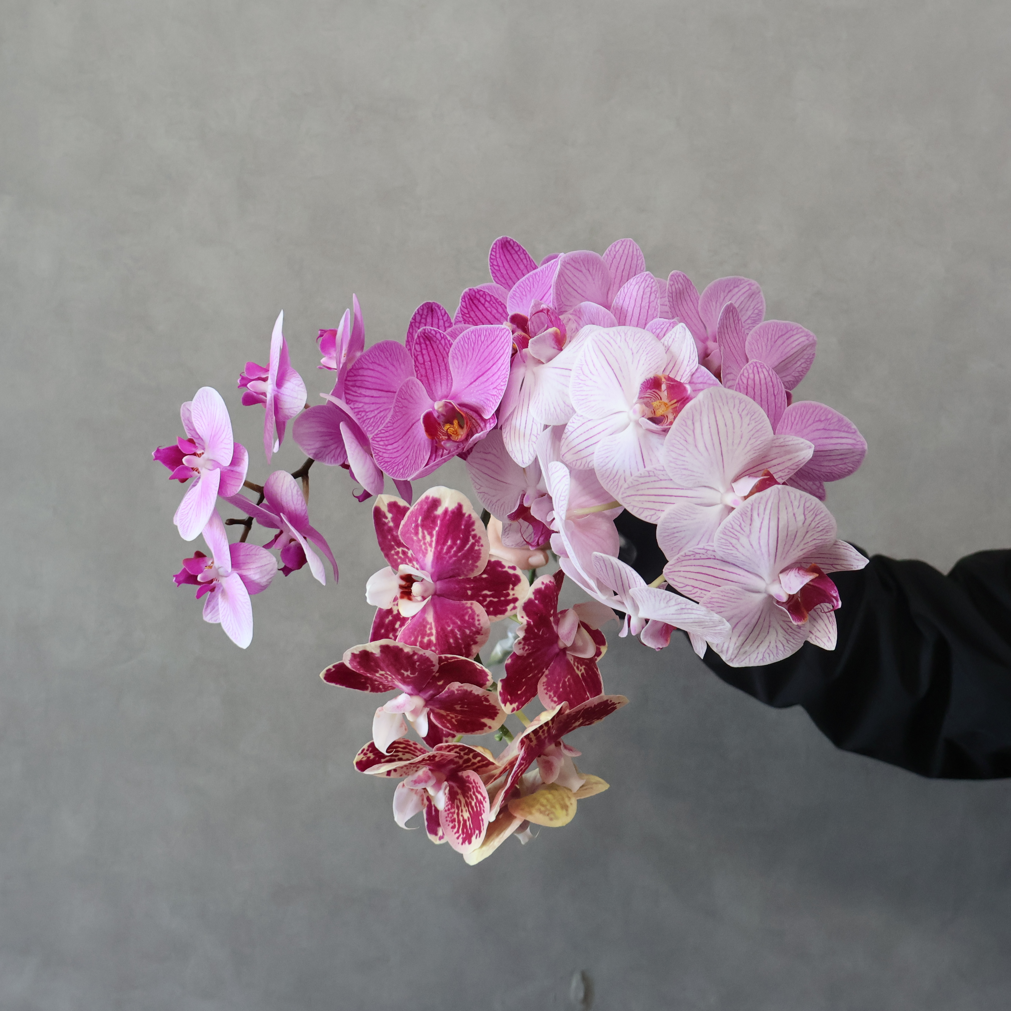 ミディコチョウラン　MIX　 6輪