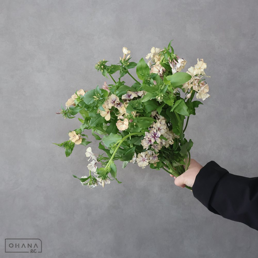 フロックス　クリームブリュレ　秀 40cm