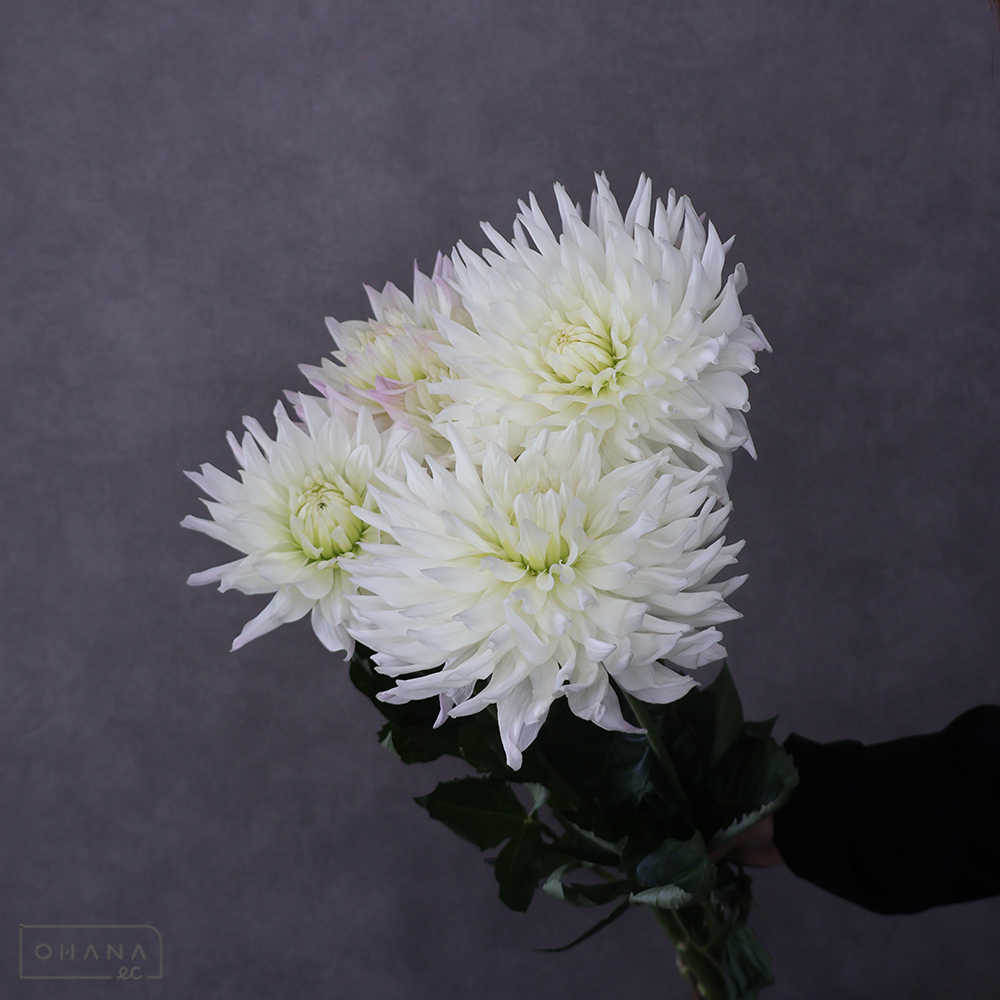 ダリア白　ブーケ　秀 70cm