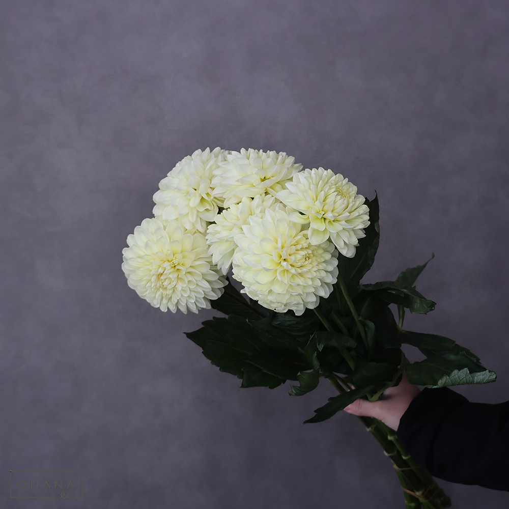 ダリア　キナッピ　秀 60cm